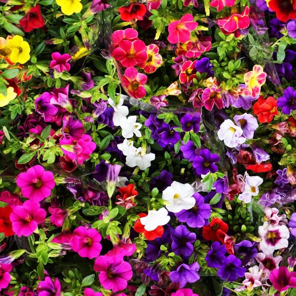 Mixed Million Bells Calibrachoa Seeds - Heirloom Flower Garden Seeds for Growing