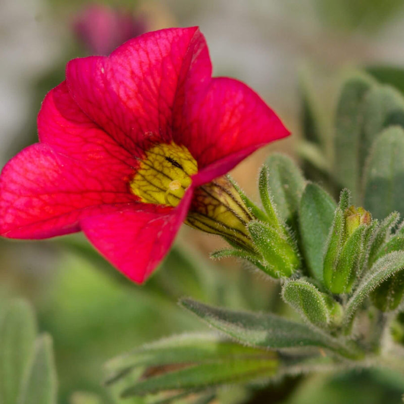 Mixed Million Bells Calibrachoa Seeds - Heirloom Flower Garden Seeds for Growing