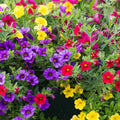 Mixed Million Bells Calibrachoa Seeds - Heirloom Flower Garden Seeds for Growing