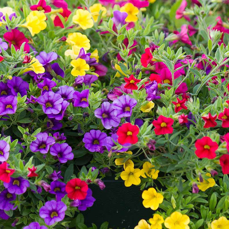 Mixed Million Bells Calibrachoa Seeds - Heirloom Flower Garden Seeds for Growing