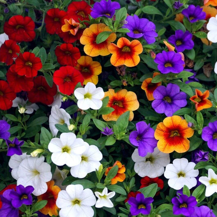 Mixed Million Bells Calibrachoa Seeds - Heirloom Flower Garden Seeds for Growing