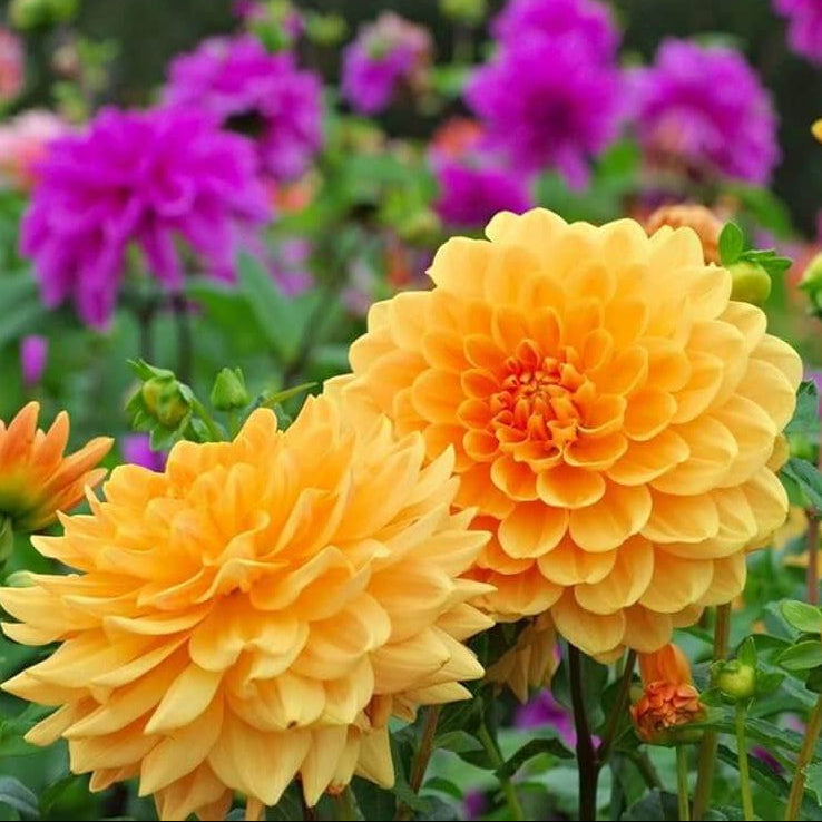 Mixed Peach and Yellow Dahlia Seeds -  Heirloom Flower Garden Seeds for Growing