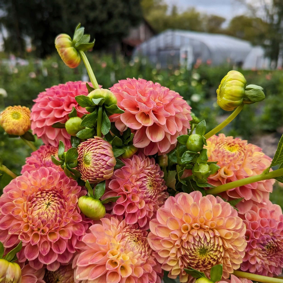 Mixed Peach and Yellow Dahlia Seeds -  Heirloom Flower Garden Seeds for Growing