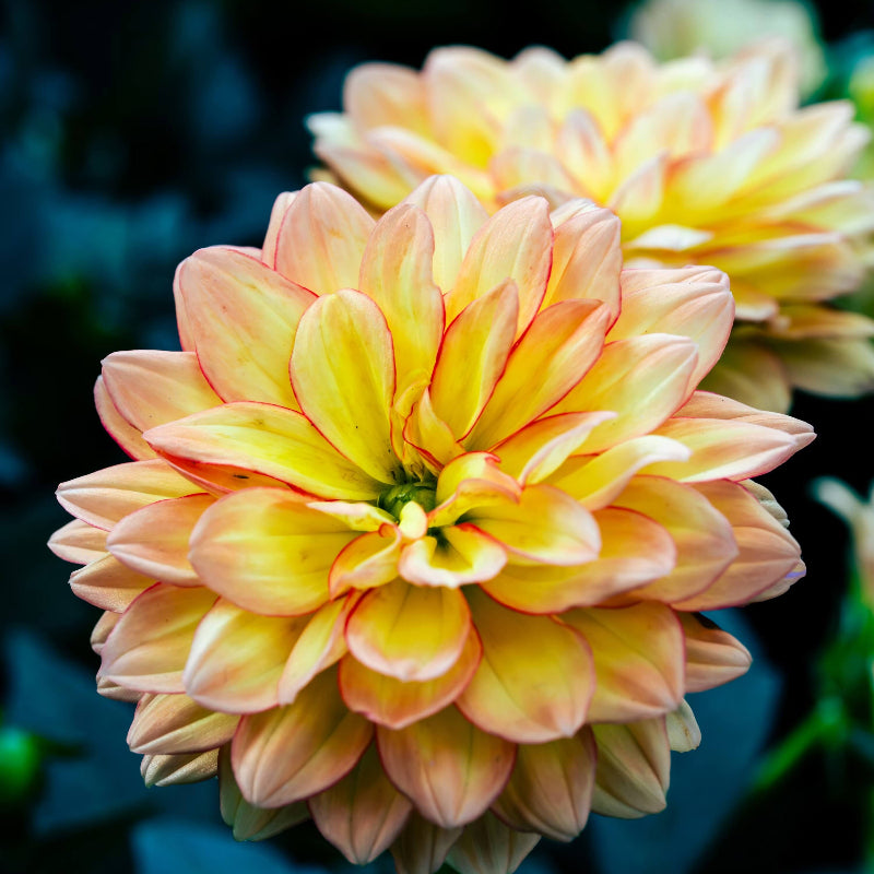Mixed Peach and Yellow Dahlia Seeds -  Heirloom Flower Garden Seeds for Growing