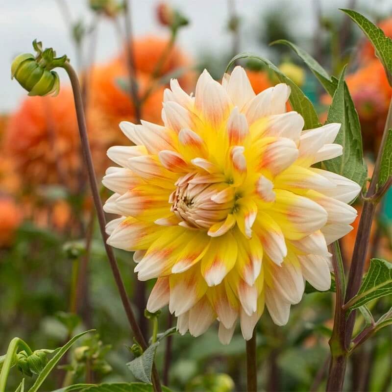 Mixed Peach and Yellow Dahlia Seeds -  Heirloom Flower Garden Seeds for Growing