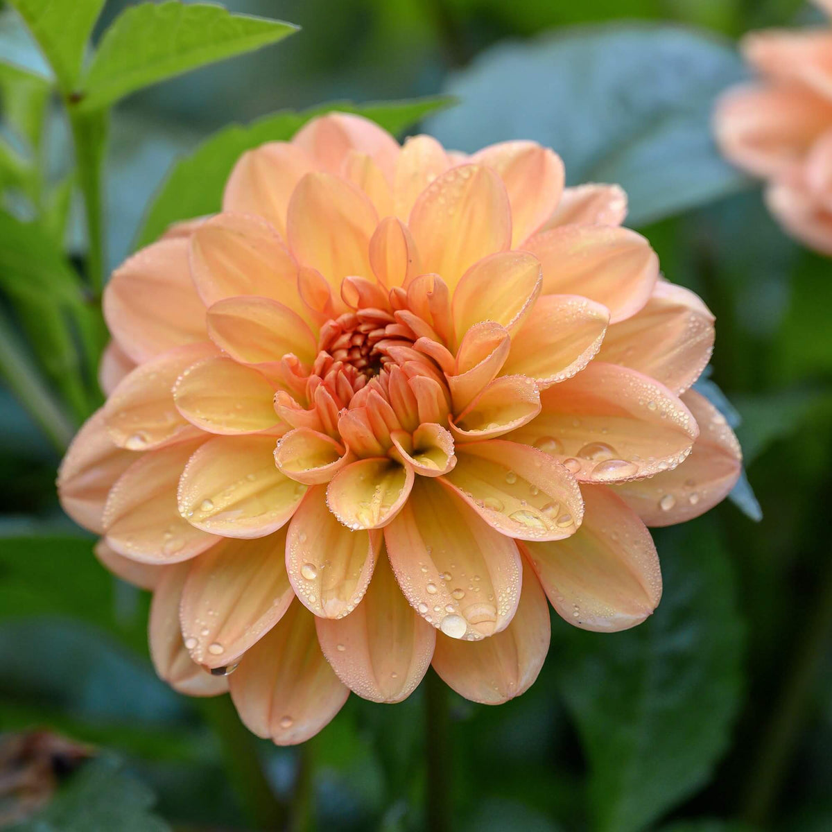 Mixed Peach and Yellow Dahlia Seeds -  Heirloom Flower Garden Seeds for Growing