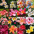 Mixed Plumeria Seeds - Heirloom Flower Garden Seeds for Growing