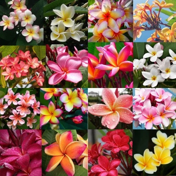 Mixed Plumeria Seeds - Heirloom Flower Garden Seeds for Growing