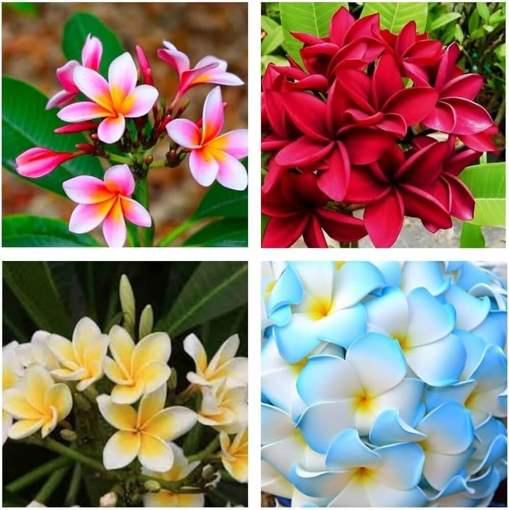 Mixed Plumeria Seeds - Heirloom Flower Garden Seeds for Growing