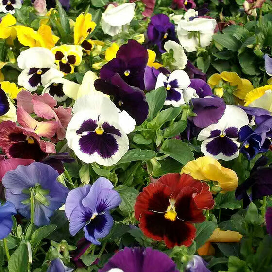 Mixed Swiss Pansy Seeds - Heirloom Flower Garden Seeds for Growing