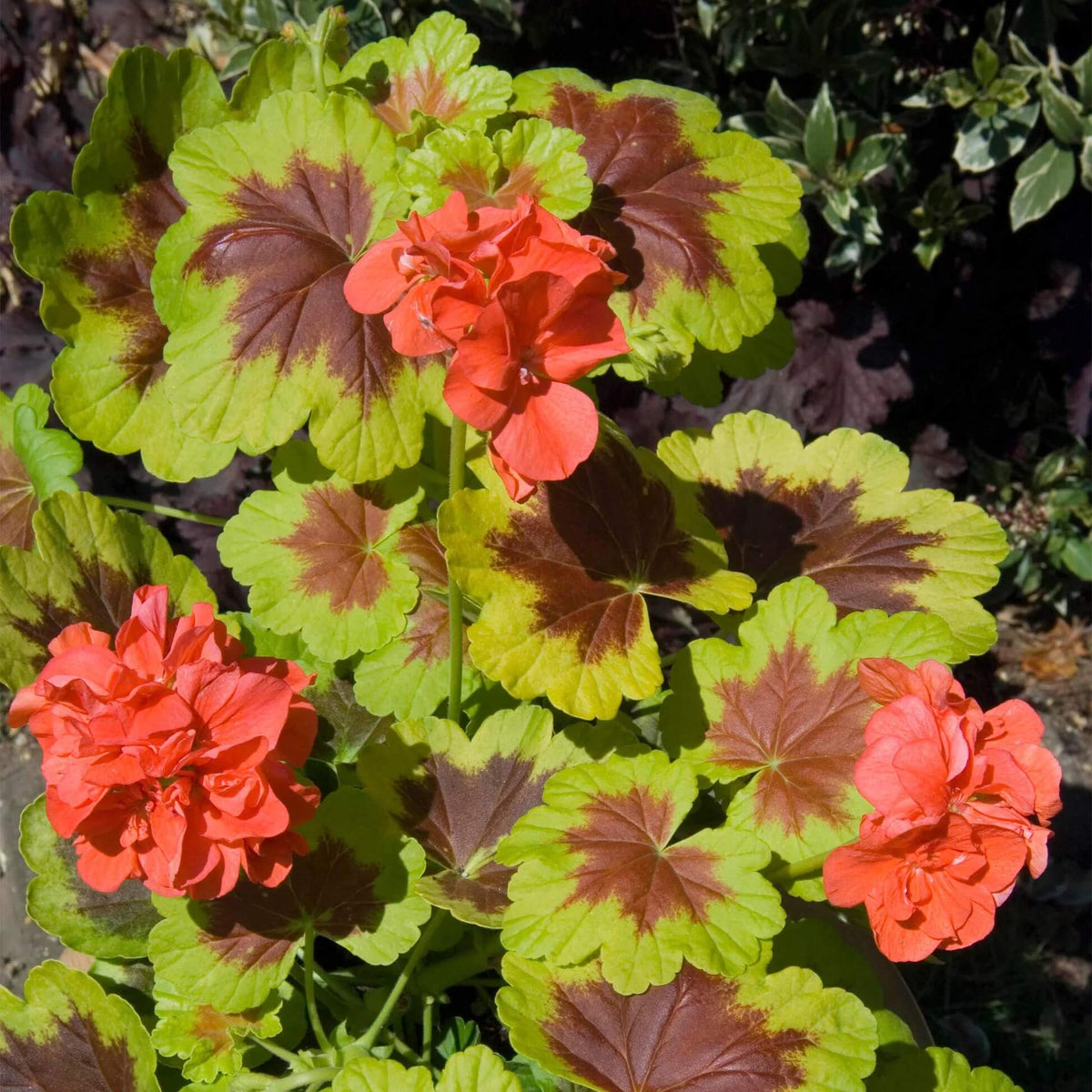 Mixed Variegated Geranium Seeds - Heirloom Flower Garden Seeds for Growing