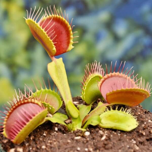 Mixed Venus Flytrap Seeds 