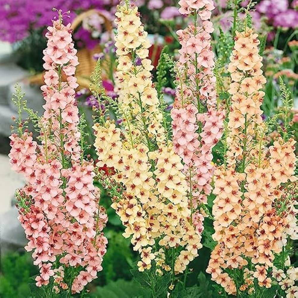Mixed Verbascum Seeds - Heirloom Flower Garden Seeds for Growing