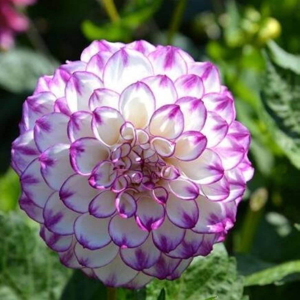 Mixed White and Purple Dahlia Seeds -  Heirloom Flower Garden Seeds for Growing
