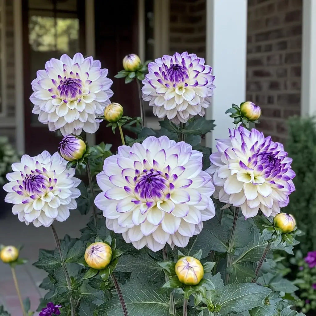 Mixed White and Purple Dahlia Seeds -  Heirloom Flower Garden Seeds for Growing