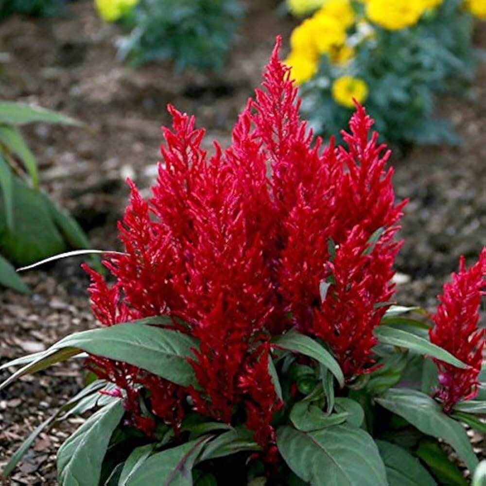 Mixed Wildflower Mix Celosia Argentea Seeds - Heirloom Flower Garden Seeds for Growing