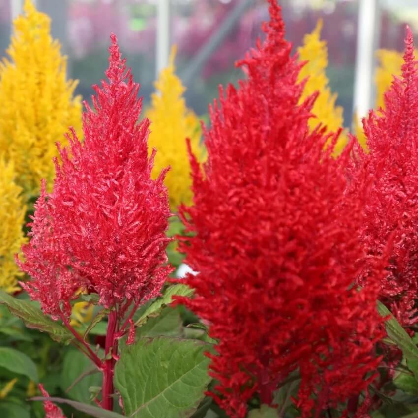 Mixed Wildflower Mix Celosia Argentea Seeds - Heirloom Flower Garden Seeds for Growing