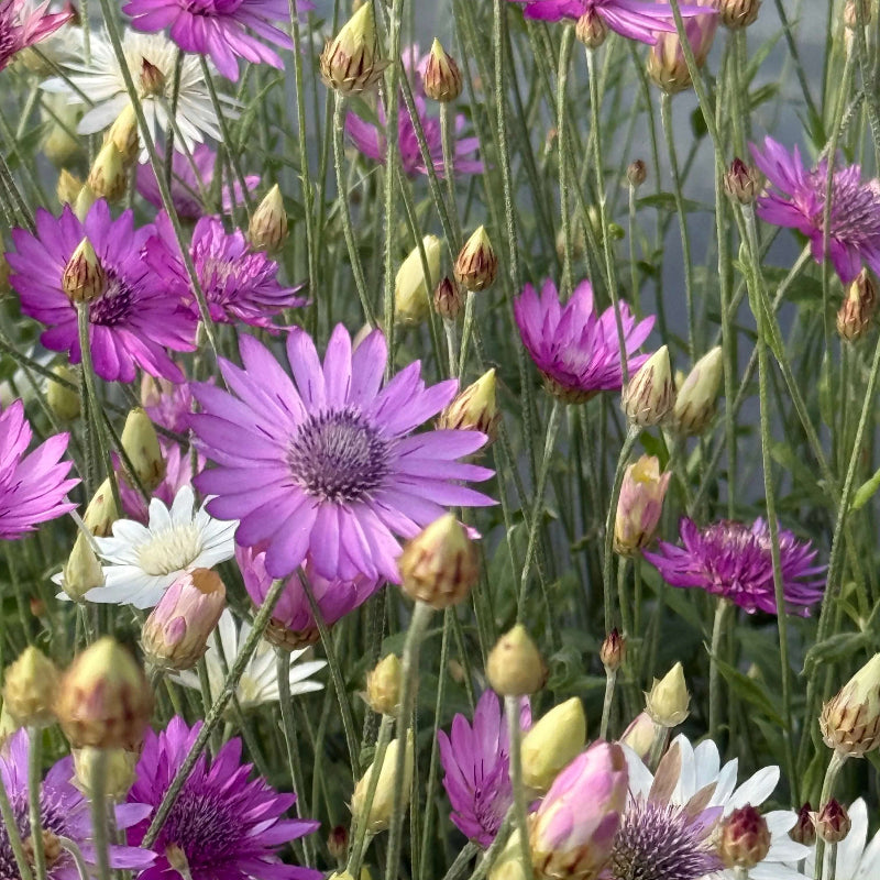 Mixed Xeranthemum Seeds - Heirloom Flower Garden Seeds for Growing
