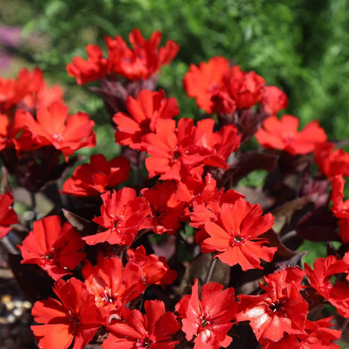 Molten Lava Lychnis Seeds - Heirloom Flower Garden Seeds for Growing