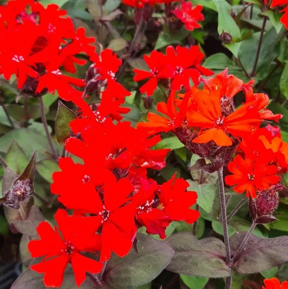 Molten Lava Lychnis Seeds - Heirloom Flower Garden Seeds for Growing