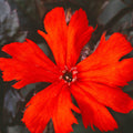 Molten Lava Lychnis Seeds - Heirloom Flower Garden Seeds for Growing