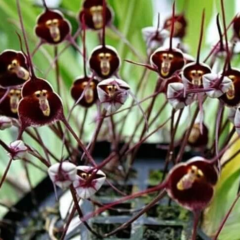 Monkey Face Violet Seeds - Heirloom Flower Garden Seeds for Growing