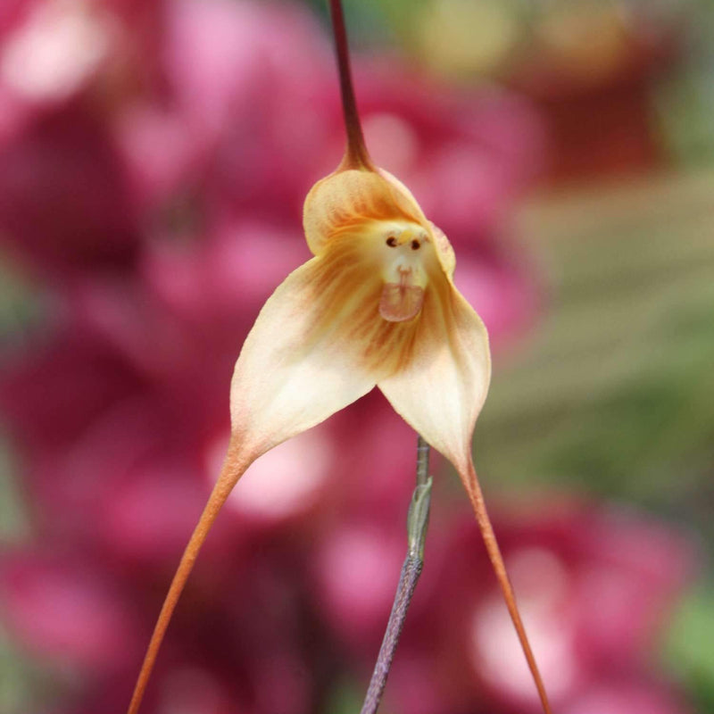 Monkey Face Violet Seeds - Heirloom Flower Garden Seeds for Growing