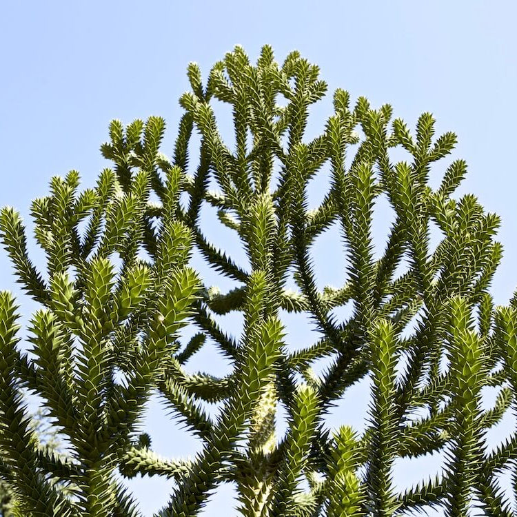 Monkey Puzzle Araucaria Seeds - Heirloom Flower Garden Seeds for Growing