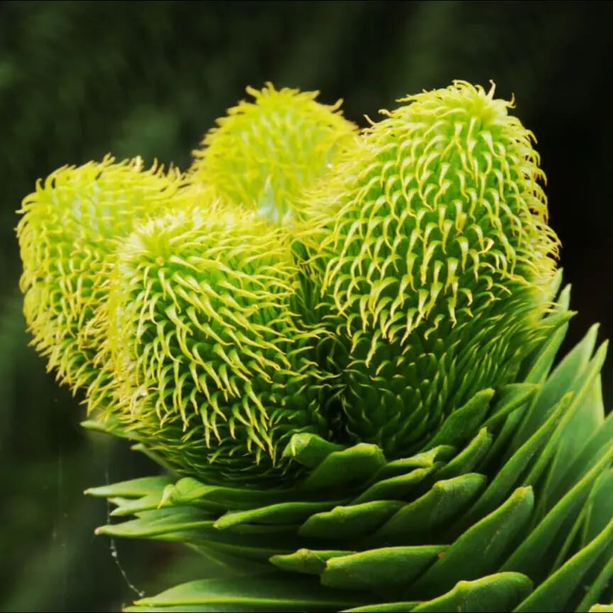 Monkey Puzzle Araucaria Seeds - Heirloom Flower Garden Seeds for Growing