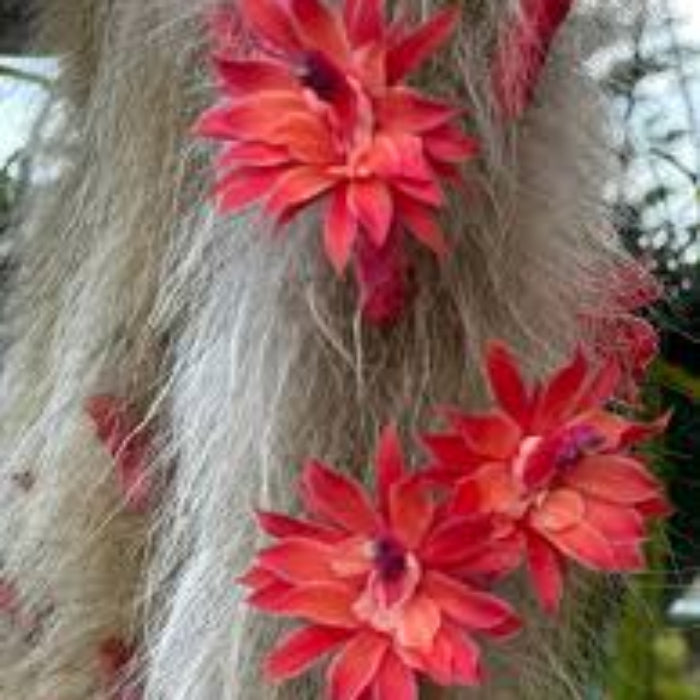Monkey Tail Hildewintera colademononis Seeds - Heirloom Flower Garden Seeds for Growing