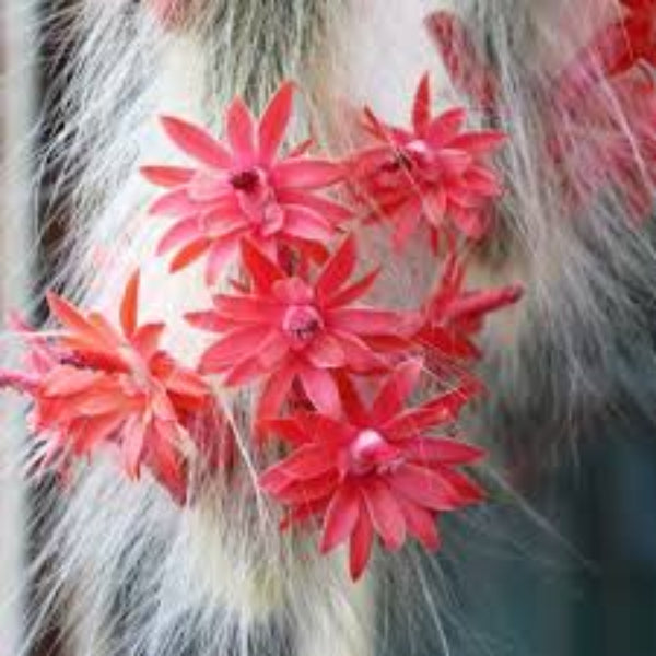 Monkey Tail Hildewintera colademononis Seeds - Heirloom Flower Garden Seeds for Growing