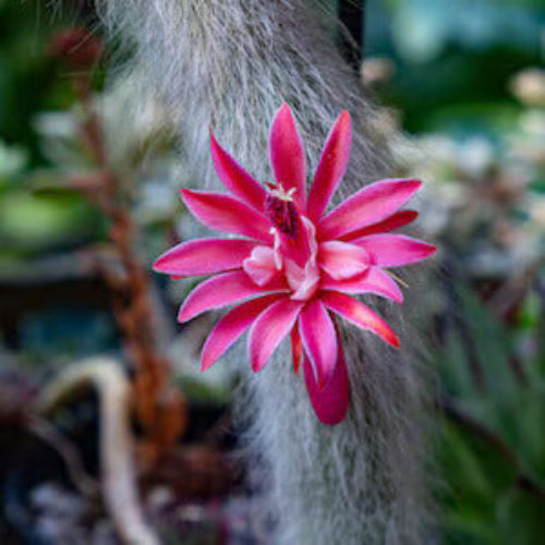 Monkey Tail Hildewintera colademononis Seeds - Heirloom Flower Garden Seeds for Growing