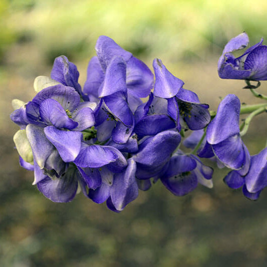 Monkshood Seeds - Heirloom Flower Garden Seeds for Growing