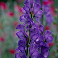 Monkshood Seeds - Heirloom Flower Garden Seeds for Growing