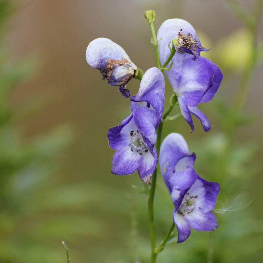 Monkshood Seeds - Heirloom Flower Garden Seeds for Growing
