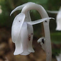 Monotropa Uniflora Indian Pipe Cheilotheca Humilis Seeds - Heirloom Flower Garden Seeds for Growing