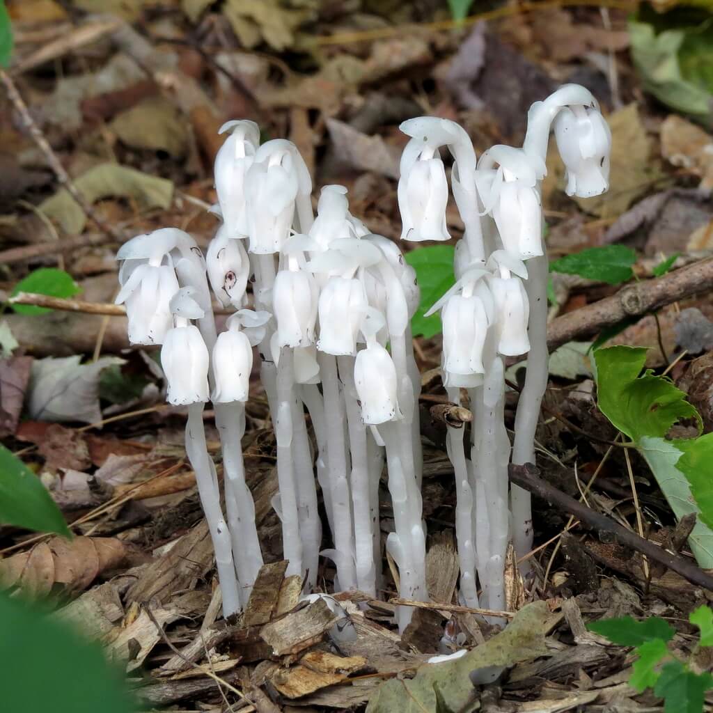 Monotropa Uniflora Indian Pipe Cheilotheca Humilis Seeds - Heirloom Flower Garden Seeds for Growing
