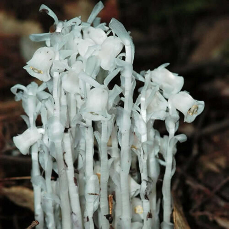 Monotropa Uniflora Indian Pipe Cheilotheca Humilis Seeds - Heirloom Flower Garden Seeds for Growing