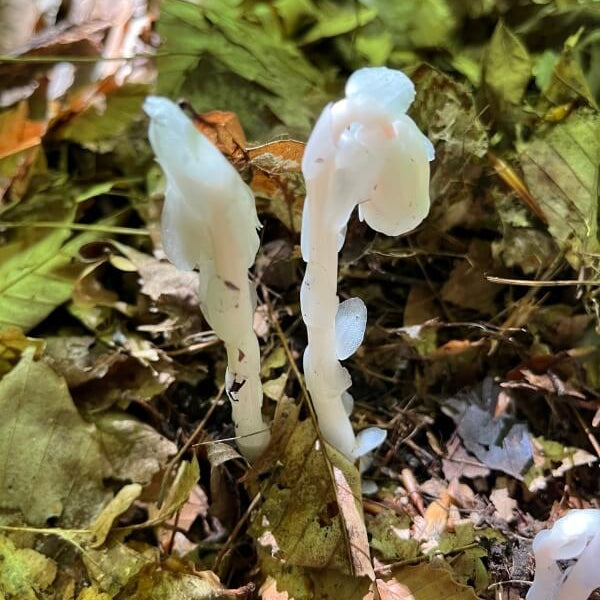 Monotropa Uniflora Indian Pipe Cheilotheca Humilis Seeds - Heirloom Flower Garden Seeds for Growing