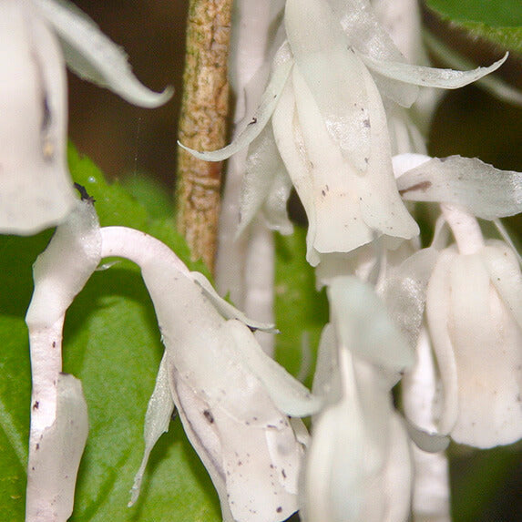 Monotropa Uniflora Indian Pipe Cheilotheca Humilis Seeds - Heirloom Flower Garden Seeds for Growing
