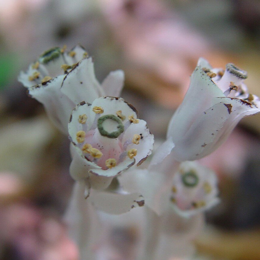 Monotropa Uniflora Indian Pipe Cheilotheca Humilis Seeds - Heirloom Flower Garden Seeds for Growing