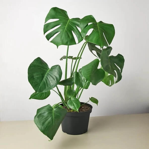 Monstera Albo Borsigiana seeds