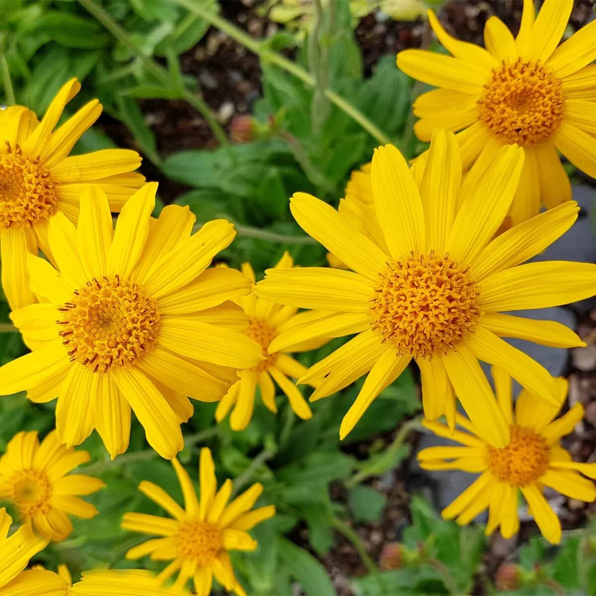 Montana Arnica Seeds - Heirloom Flower Garden Seeds for Growing