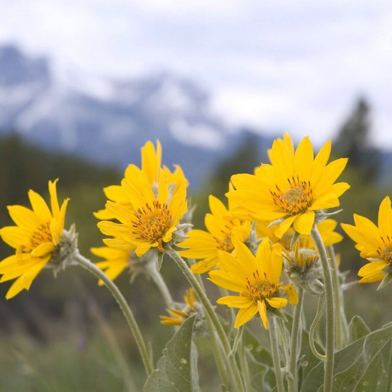 Montana Arnica Seeds - Heirloom Flower Garden Seeds for Growing