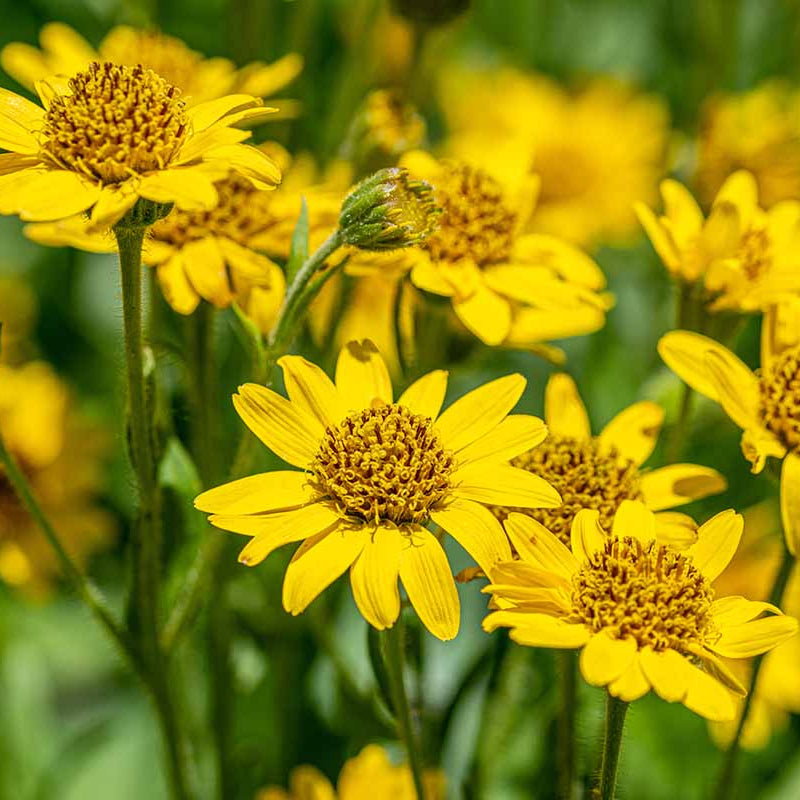 Montana Arnica Seeds - Heirloom Flower Garden Seeds for Growing
