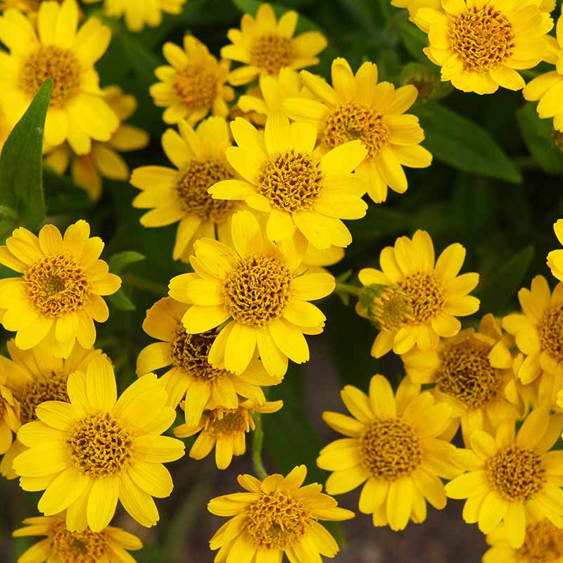 Montana Arnica Seeds - Heirloom Flower Garden Seeds for Growing