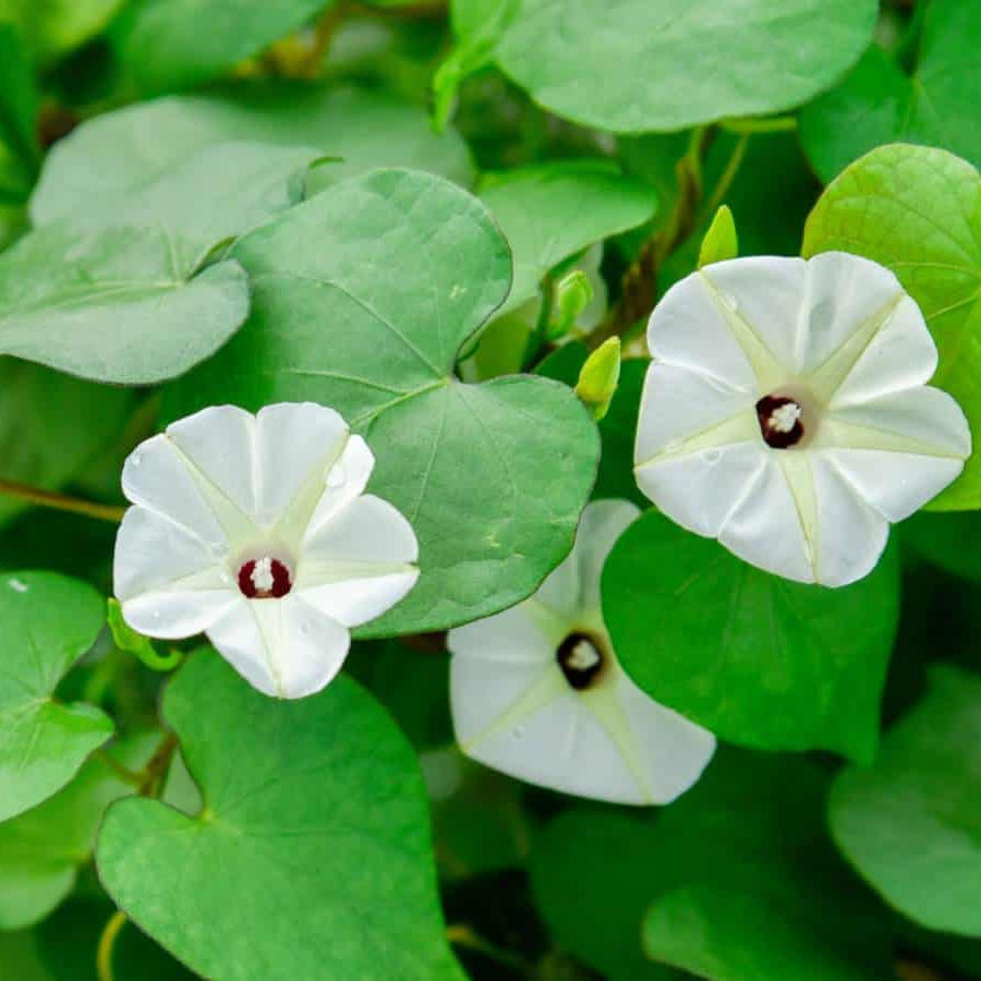 Moonflower Seeds - Heirloom Flower Garden Seeds for Growing