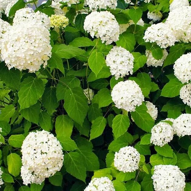 Mophead Hydrangea Seeds - Heirloom Flower Garden Seeds for Growing