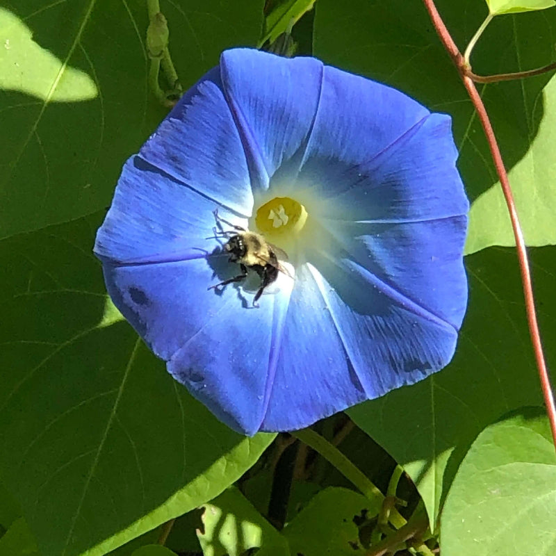 Morning Glory Seeds - Heirloom Flower Garden Seeds for Growing