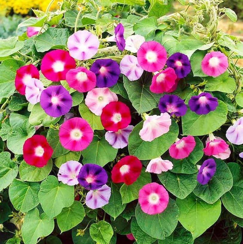 Morning Glory Seeds - Heirloom Flower Garden Seeds for Growing